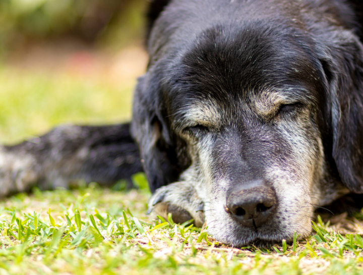 Senior Pet Care