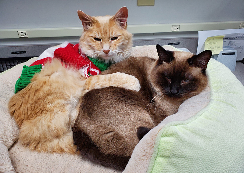 Carousel Slide 4: Cat Veterinary Care, Wichita