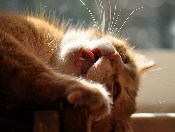 Preventive Care for Cats